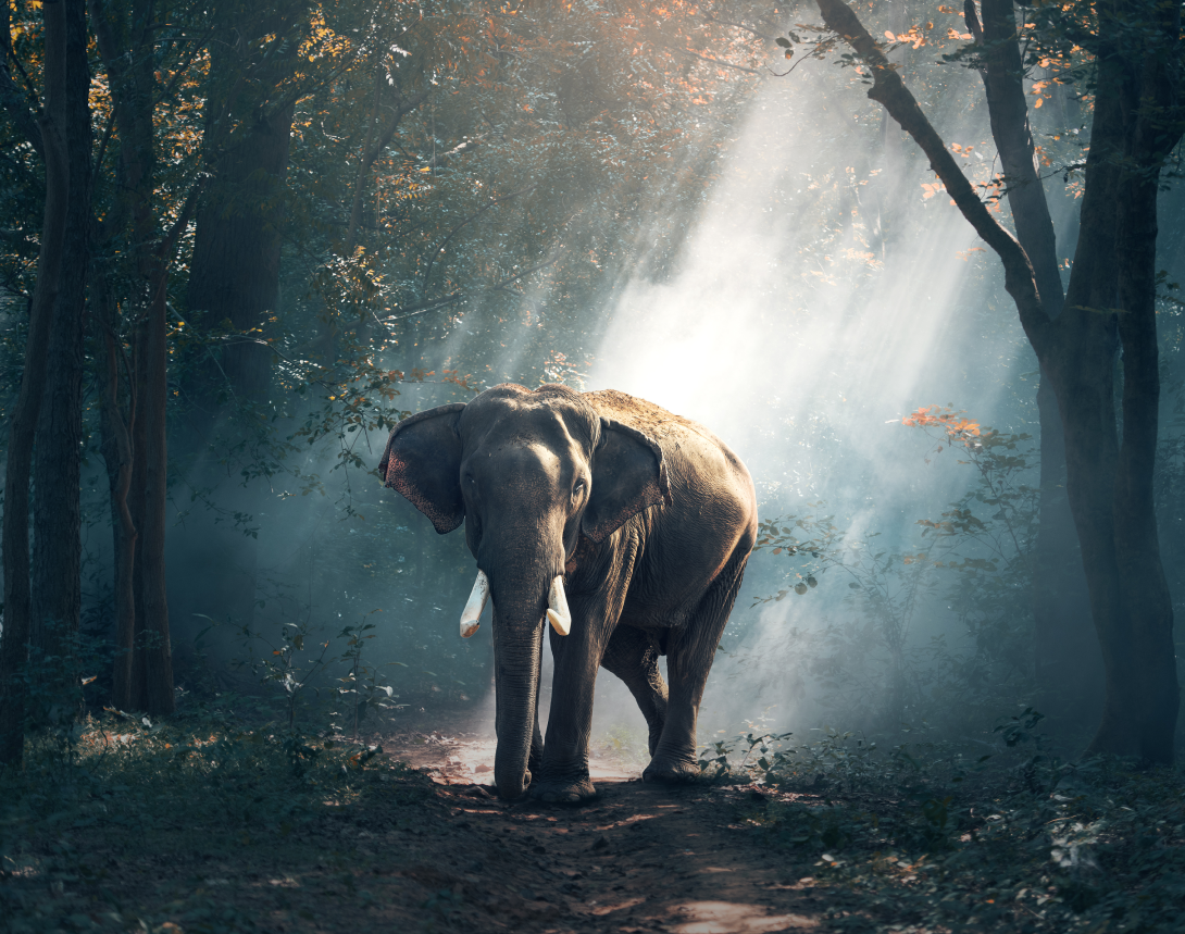 elephants-forest 1